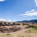 TZA ARU Ngorongoro 2016DEC26 Crater 091 : 2016, 2016 - African Adventures, Africa, Arusha, Crater, Date, December, Eastern, Month, Ngoitokitok Picnic Area, Ngorongoro, Places, Tanzania, Trips, Year